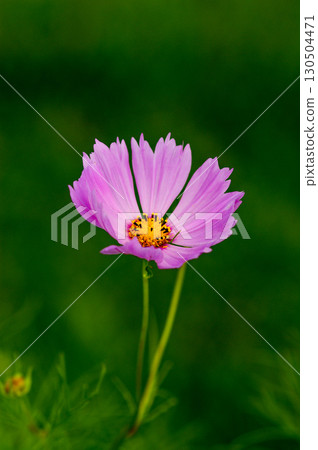 秋天的櫻桃樹 秋天的櫻桃樹 130504471