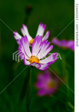 Fall cherry tree Fall cherry tree 130504472