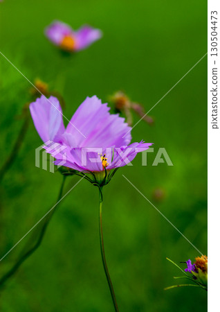 秋天的櫻桃樹 130504473