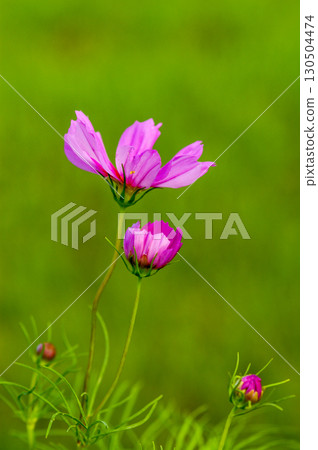 秋天的櫻桃樹 130504474