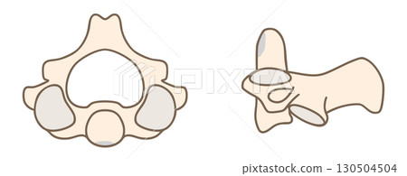 Anatomy of the second cervical vertebra (axis): top and lateral views 130504504