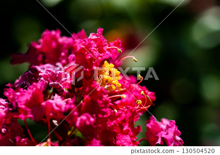 紫薇花 紫薇花 130504520