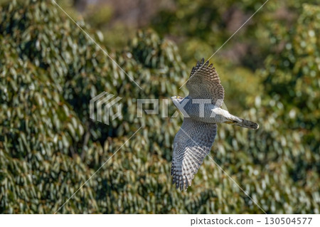 A northern goshawk flying swiftly against a green background A northern goshawk flying swiftly against a green background 130504577