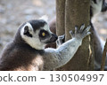 Ring-tailed lemur looking back 130504997