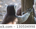 Back of the head of a ring-tailed lemur 130504998