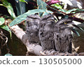 Three Frogmouths 2 130505000