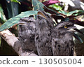 Three Frogmouths 130505004
