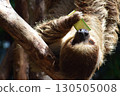 Sloth eating a cucumber 130505008
