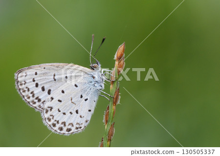 Yamato Shizimi 130505337