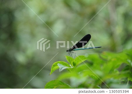 Atrocalopteryx蟬男性 Atrocalopteryx蟬男性 130505394