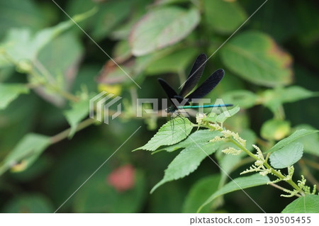 一隻雄性蜻蜓展開翅膀 一隻雄性蜻蜓展開翅膀 130505455