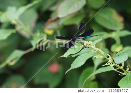 A male dragonfly spreads its wings 130505457