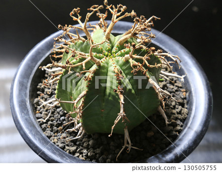 雄性 Valida 被種植在盆子中 雄性 Valida 被種植在盆子中 130505755