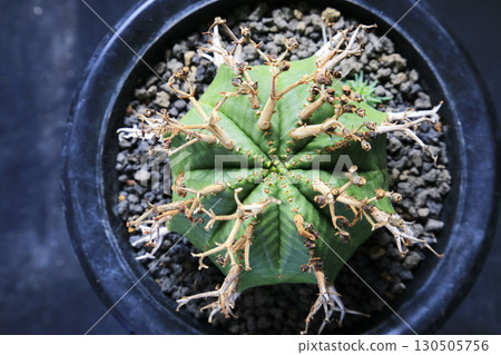 雄性 Valida 被種植在盆子中 130505756
