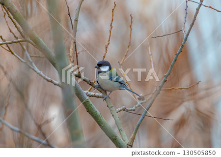 Tits fringing on branches 130505850