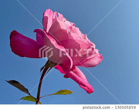 Beautiful pink rose on blue sky. 130505859