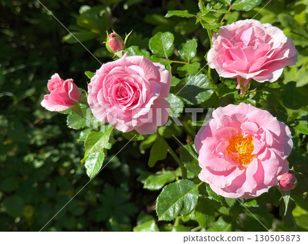 Pretty pink roses in garden Pretty pink roses in garden 130505873