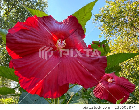 Red flower Hibiscus moscheutos rose mallow. Red flower Hibiscus moscheutos rose mallow. 130505874
