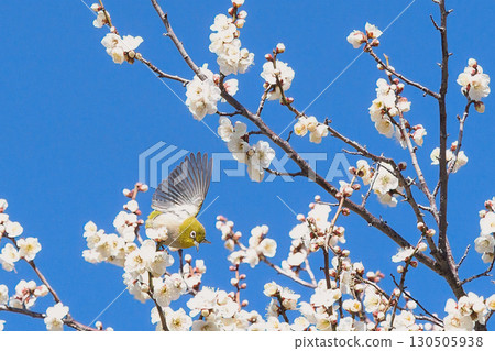 A Japanese white-eye flying through plum blossoms A Japanese white-eye flying through plum blossoms 130505938