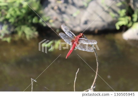 堅持到一個分支 130505945