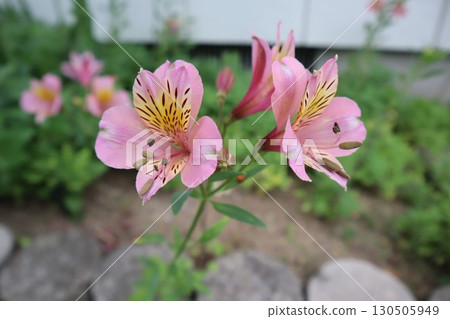 Pink alstroemeria in the garden Pink alstroemeria in the garden 130505949