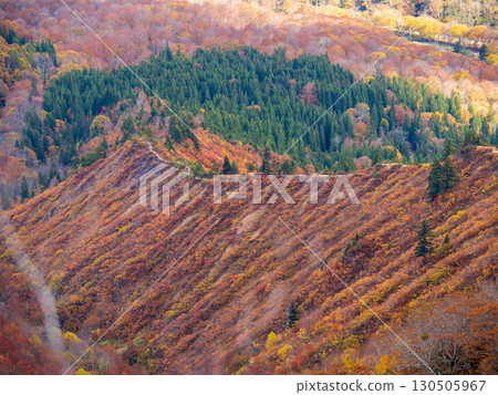 Autumn leaves on the Hiragatake mountain trail 130505967