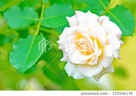 房屋周圍鮮花盛開,四季各異。初夏時節,美麗純淨的花朵為玫瑰園的花壇增添了色彩。 房屋周圍鮮花盛開,四季各異。初夏時節,美麗純淨的花朵為玫瑰園的花壇增添了色彩。 130506176