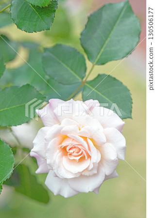 房屋周圍鮮花盛開，四季各異。初夏時節，美麗純淨的花朵為玫瑰園的花壇增添了色彩。 130506177