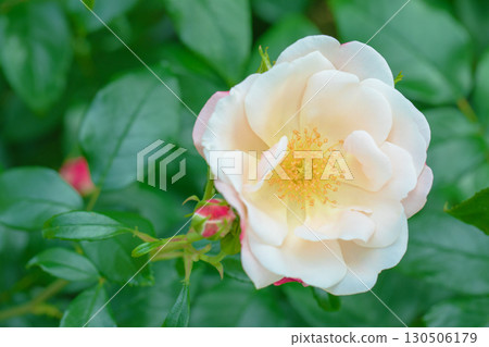 Flowers around the house, various in all seasons. Beautiful, pure flowers add color to the rose garden flowerbed in early summer. 130506179