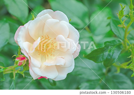 Flowers around the house, various in all seasons. Beautiful, pure flowers add color to the rose garden flowerbed in early summer. Flowers around the house, various in all seasons. Beautiful, pure flowers add color to the rose garden flowerbed in early summer. 130506180