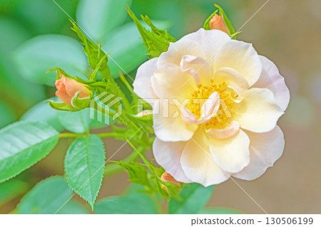 Flowers around the house, various in all seasons. Beautiful, pure flowers add color to the rose garden flowerbed in early summer. Flowers around the house, various in all seasons. Beautiful, pure flowers add color to the rose garden flowerbed in early summer. 130506199