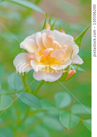 房屋周圍鮮花盛開，四季各異。初夏時節，美麗純淨的花朵為玫瑰園的花壇增添了色彩。 130506200