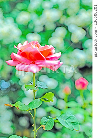 房屋周圍鮮花盛開,四季各異。初夏時節,美麗純淨的花朵為玫瑰園的花壇增添了色彩。 房屋周圍鮮花盛開,四季各異。初夏時節,美麗純淨的花朵為玫瑰園的花壇增添了色彩。 130506201