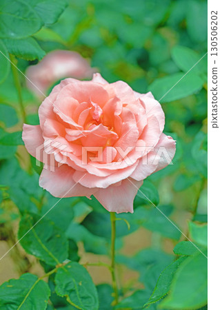 房屋周圍鮮花盛開,四季各異。初夏時節,美麗純淨的花朵為玫瑰園的花壇增添了色彩。 房屋周圍鮮花盛開,四季各異。初夏時節,美麗純淨的花朵為玫瑰園的花壇增添了色彩。 130506202