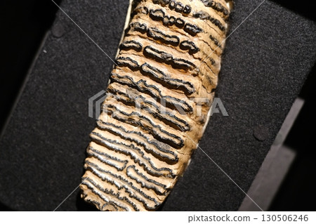 猛獁象臼齒 130506246