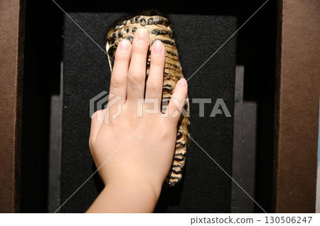 一名小學生觸摸猛獁象的臼齒 130506247