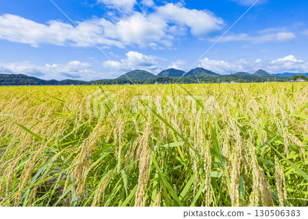 秋季鄉村景觀與成熟的稻穗 130506383