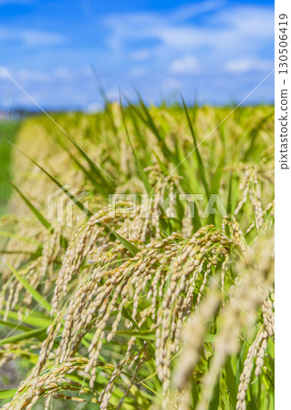 秋季鄉村景觀與成熟的稻穗 秋季鄉村景觀與成熟的稻穗 130506419
