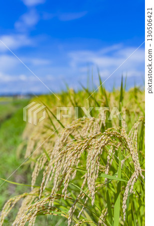 秋季鄉村景觀與成熟的稻穗 秋季鄉村景觀與成熟的稻穗 130506421