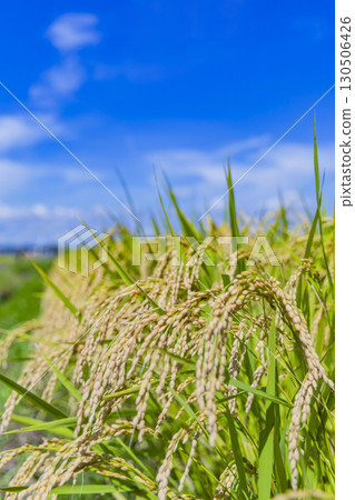 秋季鄉村景觀與成熟的稻穗 130506426