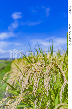 Autumn rural landscape and ripe rice ears Autumn rural landscape and ripe rice ears 130506428