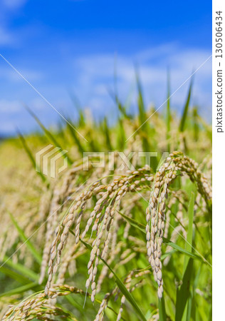 Autumn rural landscape and ripe rice ears 130506434