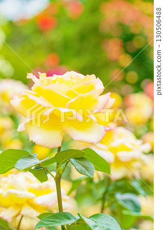 房屋周圍鮮花盛開,四季各異。初夏時節,美麗純淨的花朵為玫瑰園的花壇增添了色彩。 房屋周圍鮮花盛開,四季各異。初夏時節,美麗純淨的花朵為玫瑰園的花壇增添了色彩。 130506488