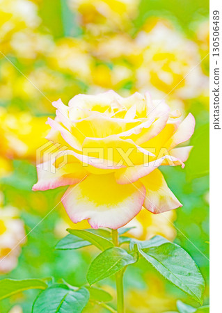 房屋周圍鮮花盛開,四季各異。初夏時節,美麗純淨的花朵為玫瑰園的花壇增添了色彩。 房屋周圍鮮花盛開,四季各異。初夏時節,美麗純淨的花朵為玫瑰園的花壇增添了色彩。 130506489