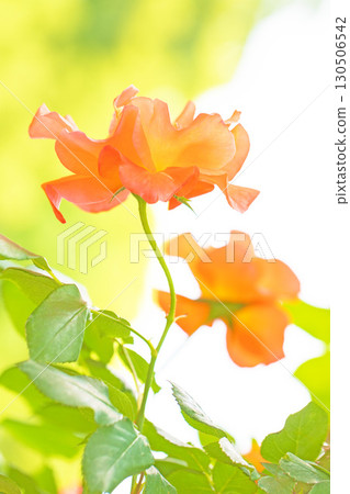 Flowers around the house, various in all seasons. Beautiful, pure flowers add color to the rose garden flowerbed in early summer. 130506542