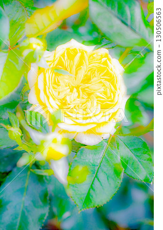 Flowers around the house, various in all seasons. Beautiful, pure flowers add color to the rose garden flowerbed in early summer. 130506563