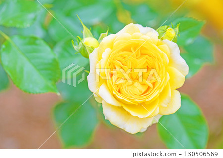 房屋周圍鮮花盛開，四季各異。初夏時節，美麗純淨的花朵為玫瑰園的花壇增添了色彩。 130506569