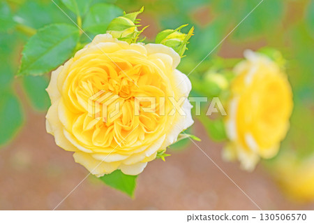 房屋周圍鮮花盛開，四季各異。初夏時節，美麗純淨的花朵為玫瑰園的花壇增添了色彩。 130506570