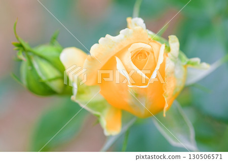 房屋周圍鮮花盛開，四季各異。初夏時節，美麗純淨的花朵為玫瑰園的花壇增添了色彩。 130506571