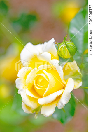 房屋周圍鮮花盛開，四季各異。初夏時節，美麗純淨的花朵為玫瑰園的花壇增添了色彩。 130506572